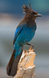 Birds like the Steller’s Jay can become our allies and guides.