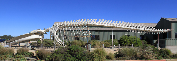 Blue whale skeleton