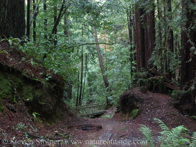At lower elevations, the forest is dominated by giant Redwood trees. Near the crash site, Oak, Madrone and Douglass Fir dominate