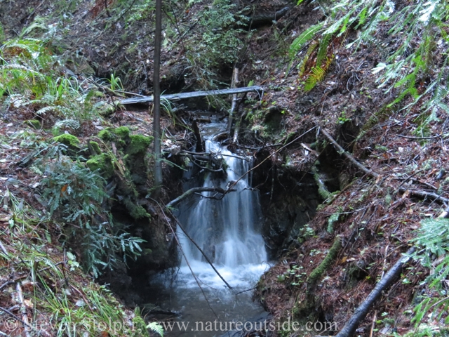 After a rain is a terrific time to hike in a forest