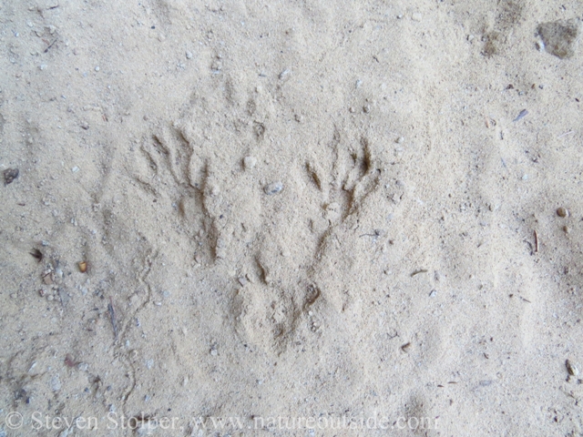 The tracks had the alternating diagonal overstep pattern characteristic of raccoon.