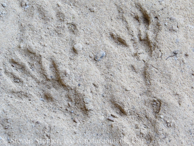 A close-up of the raccoon tracks. The left track is the rear and the "hand-like" track on the right is the front.