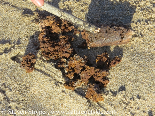 Harbor seal scat. It tends to be tubular if the seal was eating crabs, shellfish or certain fish (Elbroch)