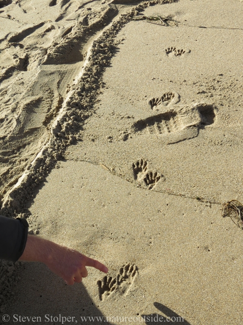 Ideal raccoon tracks. I wish I had my casting plaster!