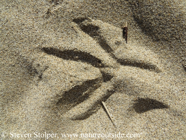 Great Blue Heron track