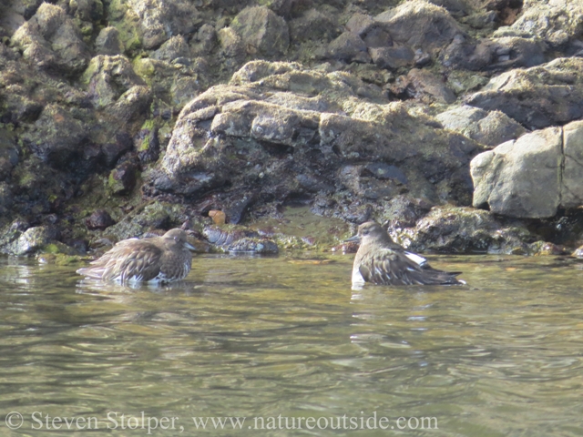 Black Turnstones