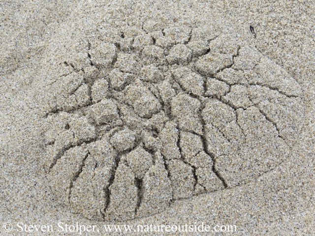 Close-up of a mole hill in the sand