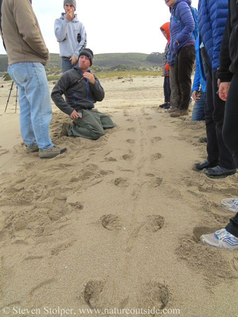 The strange tracks originate from a flat spot higher on the beach.