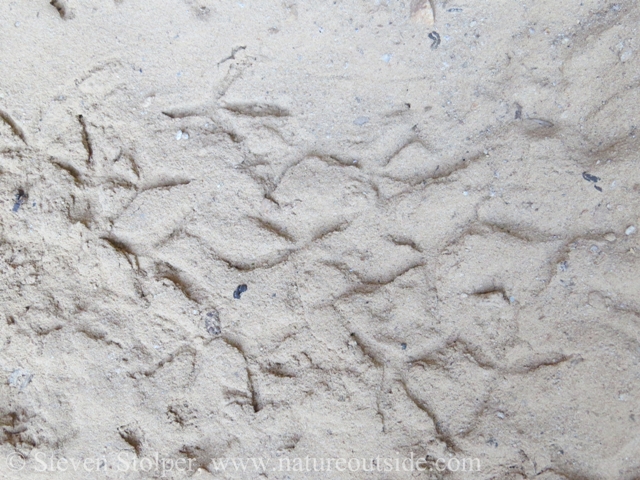 A close-up of the bird tracks