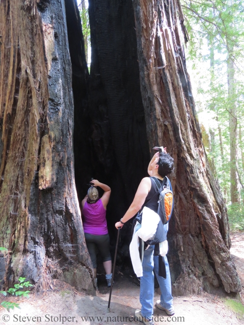 A group of hikers walk inside a Redwood hollowed by fire.