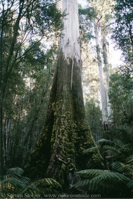 Standing at the base of a Mountain Ash.  Does this tree make me look short?