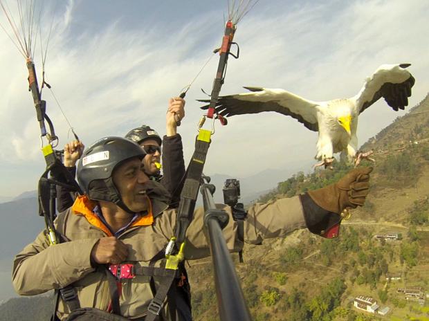 The host "parahawking" (Photo by M. Sanjayan / PBS)