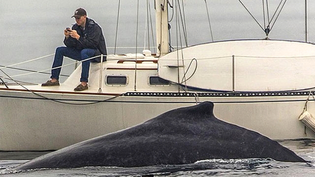 Man on cell phone, boat, whale