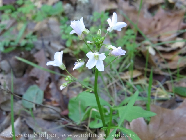 Milk Maids/Toothwort (Cardamine californica)