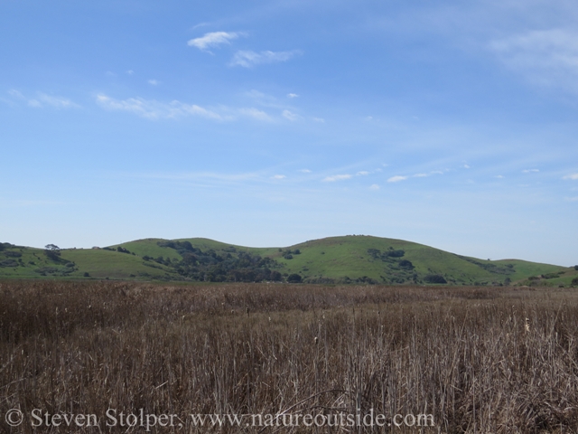Fields of dry tule cover a freshwater marsh beneath the Coyote Hills. On the other side is San Francisco Bay.