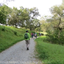 Our climb to the grasslands is shaded by oaks and bay trees.
