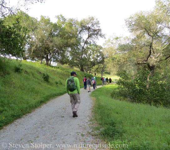 Our climb to the grasslands is shaded by oaks and bay trees.