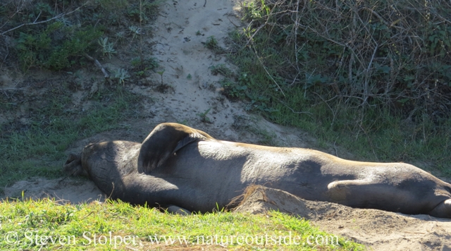 Let sleeping seals lie