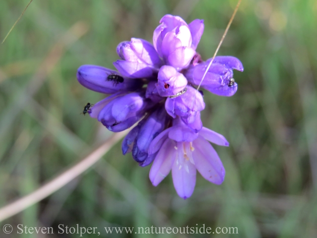 Blue dicks (Dichelostemma capitatum)