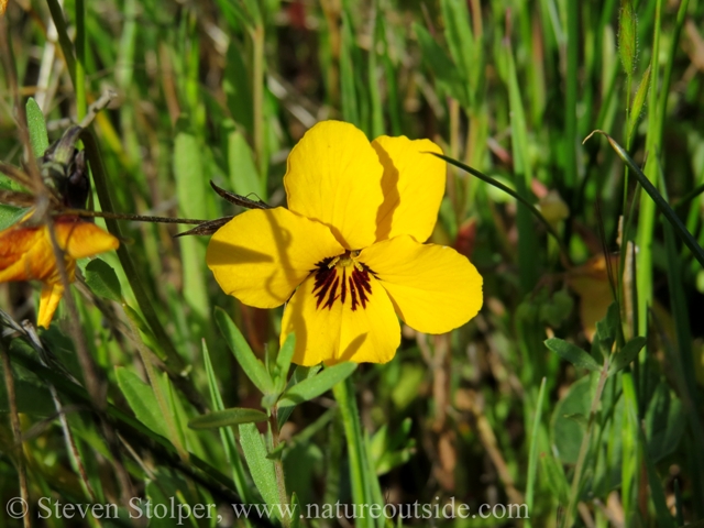 Johnny jump up (Viola pedunculata)