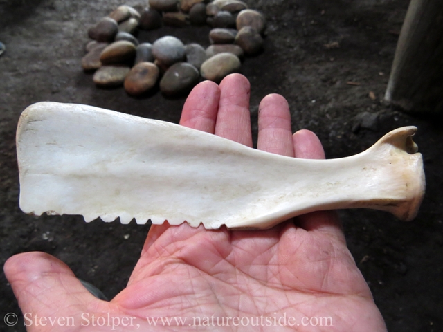 This tule saw is made from a deer scapula.