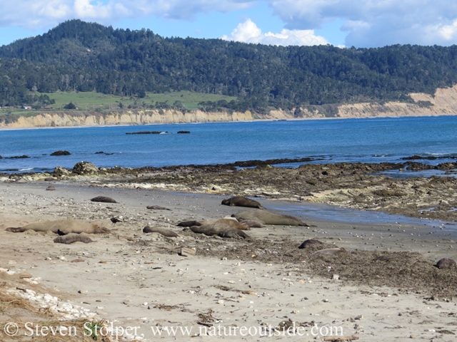 Seals on the beach