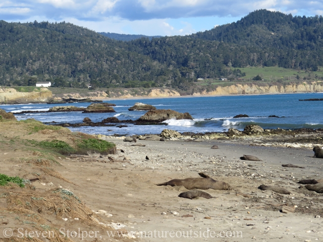 Ano Nuevo provides an amazing backdrop to view these creatures