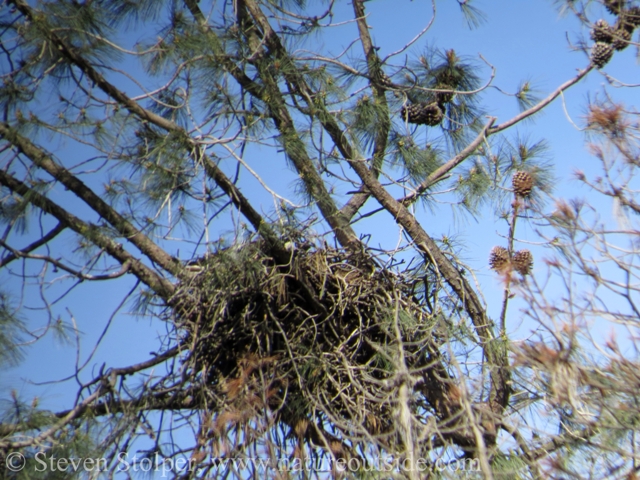 Bald Eagle nest high in the trees.  It is very large!