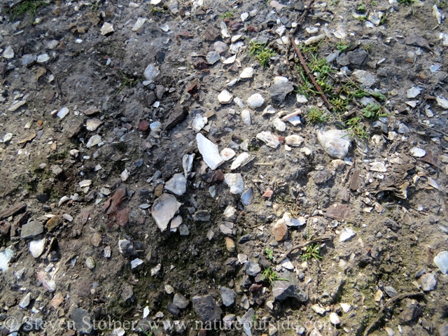 A place where the soil is exposed shows signs of ancient human habitation