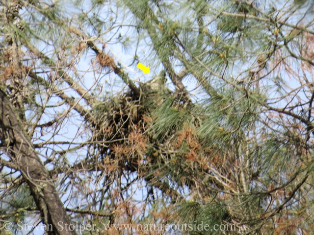 The yellow arrow indicates the back of an eagle