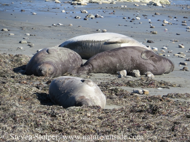 Solitary at sea, the seals like to bunch up on the beach.