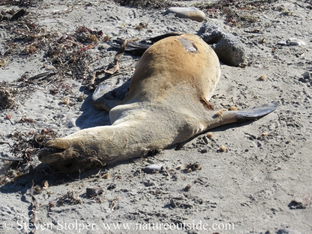 The corpse of a California sea lion