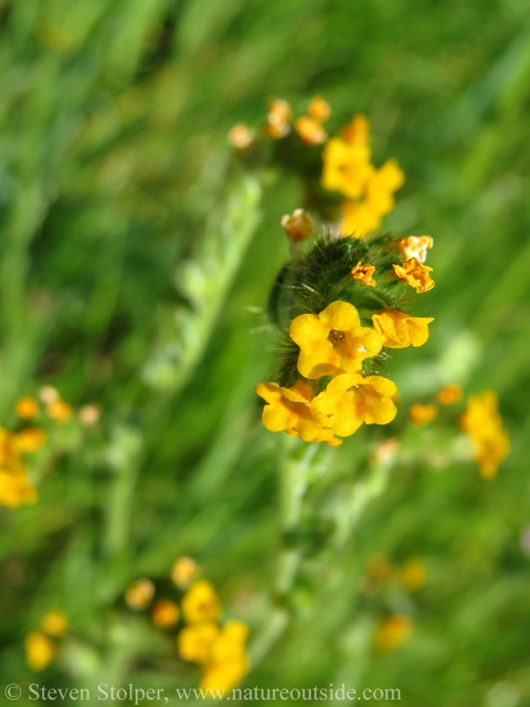 Fiddlenecks (Amsinckia sp.) have a growth habit and appearance that resembles a young fern, or the back of a fiddle. 