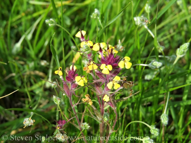 Butter 'n Eggs (Triphysaria eriantha)