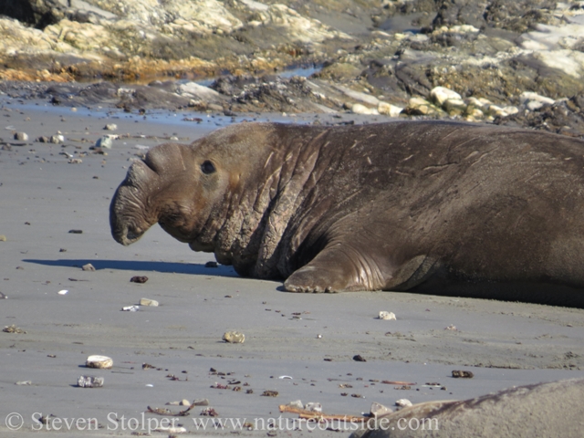 This male hopes to mate with a female as she tries to leave the beach