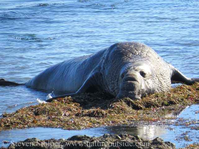 The females only want to mate with dominant males, so these males try to ambush the females as they leave the beach.