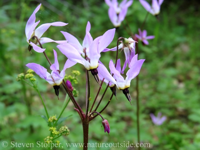 Shooting star flower