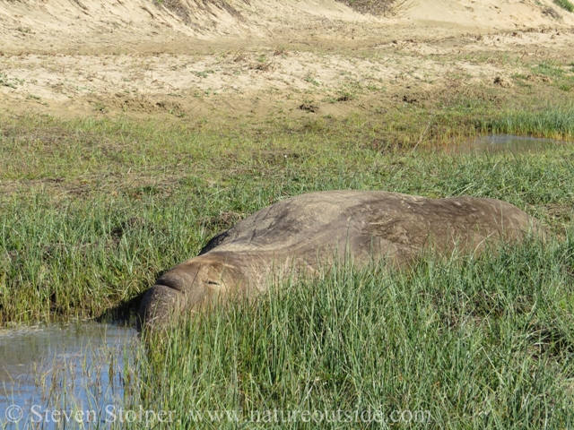 Approaching carefully. We need to slip by this sleeping male.