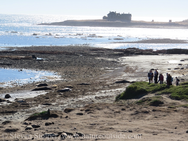 Looking back at our previous position from our new overlook. In January, the beach would be teaming with seals.