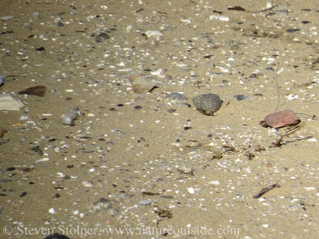 A close-up of the midden. People are not permitted to walk on it. But the seals often do.