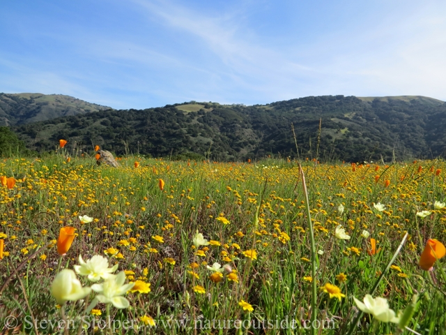 There is a tremendous density of flowers