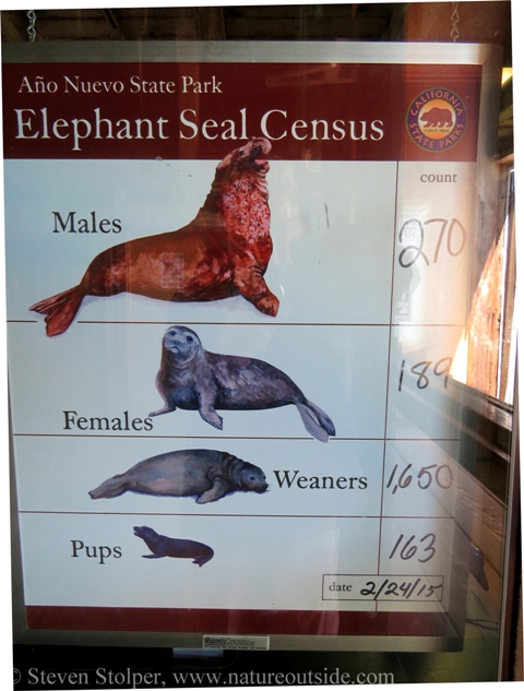 Return Of The Elephant Seal Natureoutside [ 633 x 480 Pixel ]