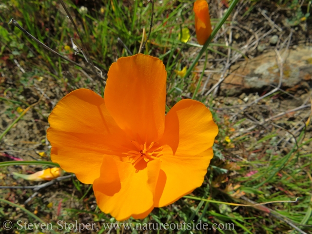 The California poppy is the state flower.