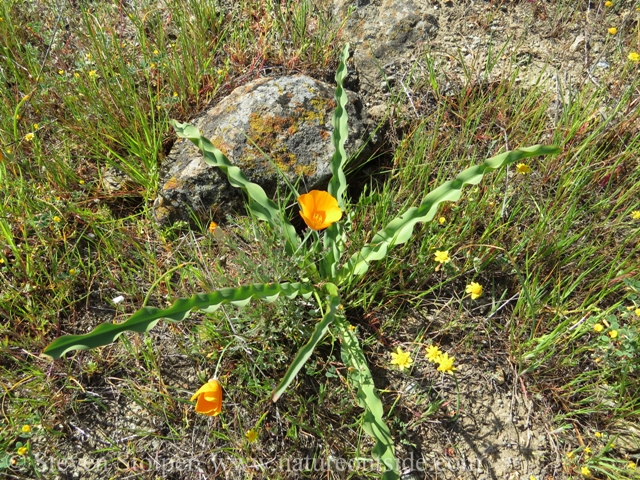 The plant with the long, wavy leaves is soaproot (Chlorogalum).  It has many uses including food, glue, soap, brushes, and fish poison.