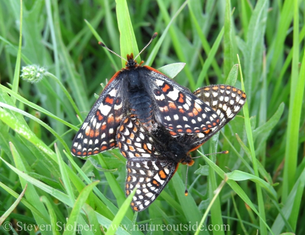 Bay Checkerspot (Euphydryas editha bayensis), a federally threatened species