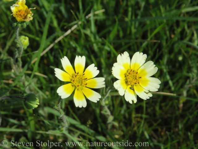 Tidy tips (Layia sp.)