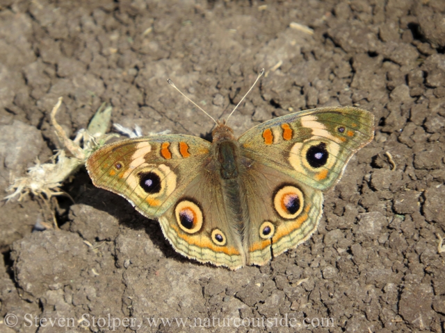 A Common buckeye butterfly (Junonia coenia).  One of my favorites!