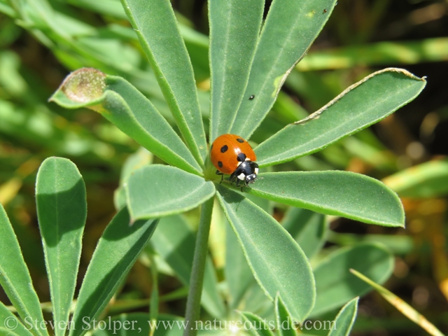 A Ladybird (Coccinellidae sp.) resting on a Lupin.