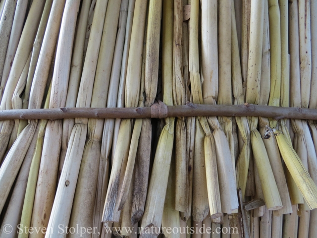 Outside of tule house. The bent willow hoop sandwiches the tule stems against a hoop in the interior.