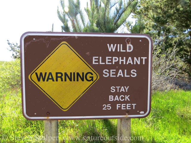 Elephant Seal warning sign
